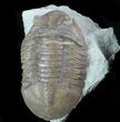 Asaphus (New Species) Trilobite - Russia #89057-1